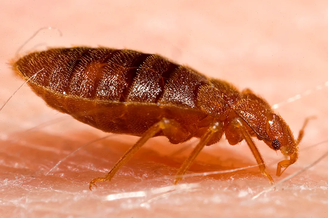 Adulto di Cimex lectularius sulla cute umana