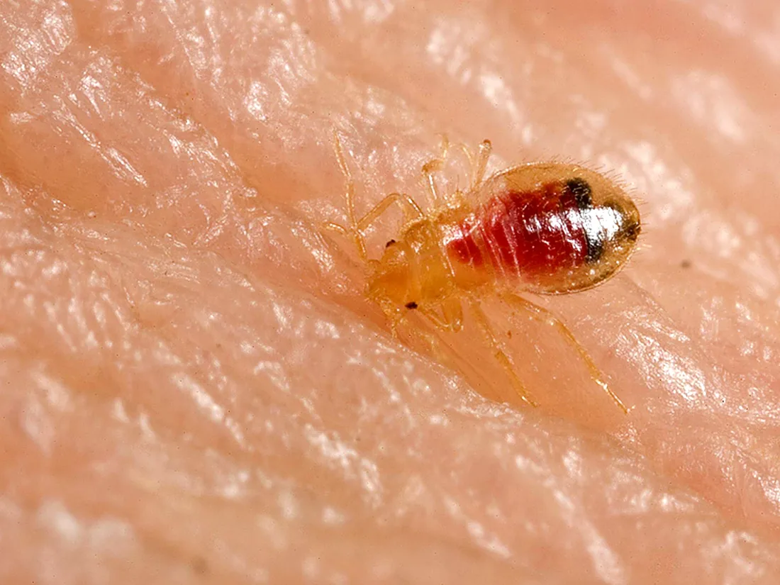 Ninfa di cimice del letto durante il pasto di sangue