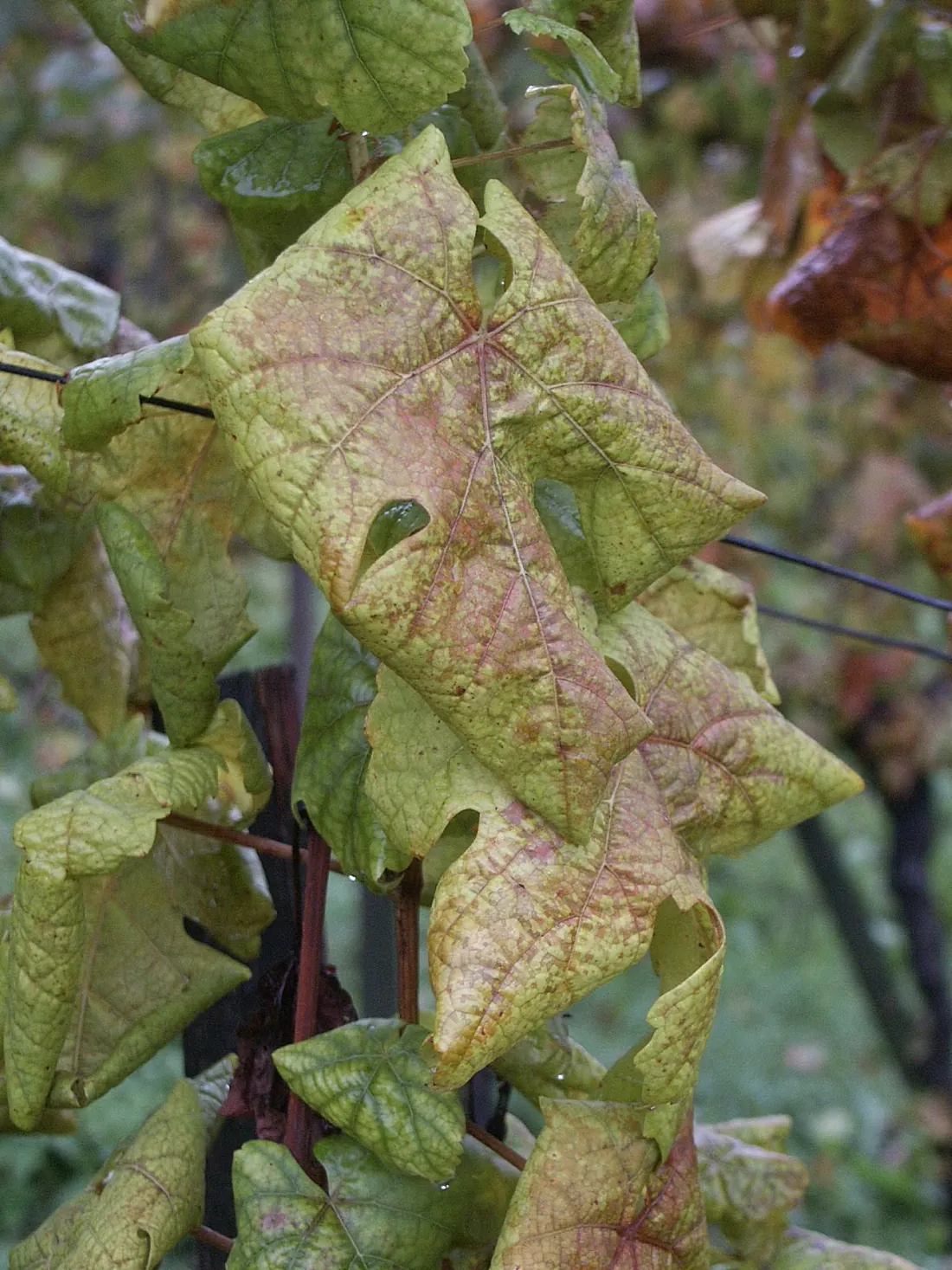 Sintomi fogliari di flavescenza dorata sulla vite