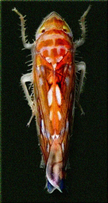 Adulto di Scaphoideus titanus, la cicalina vettrice della flavescenza dorata