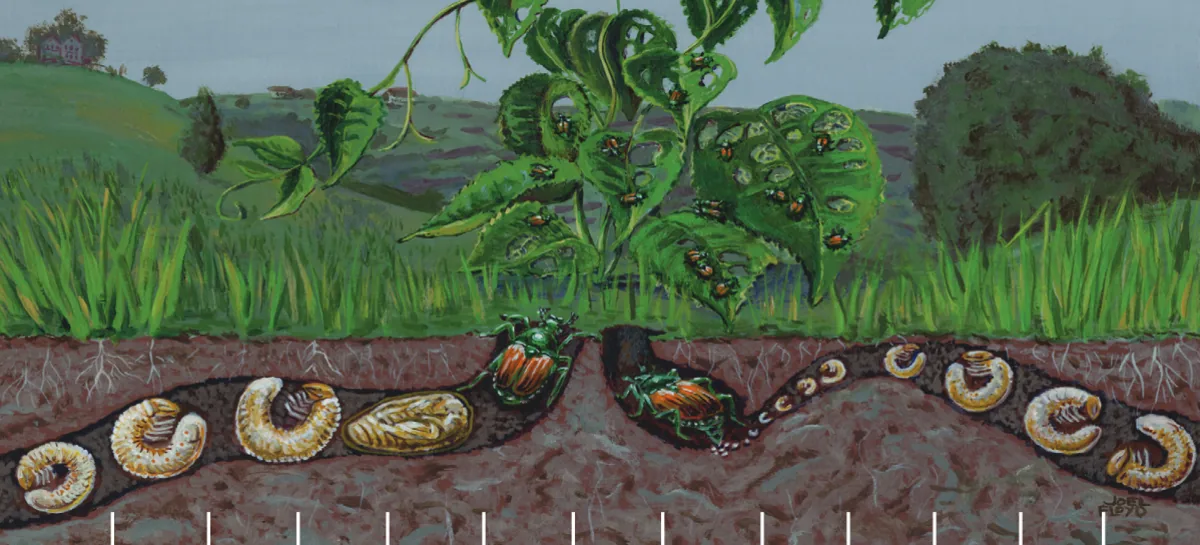 Illustrazione del ciclo di Popillia japonica: adulti sopra il terreno, larve nel suolo