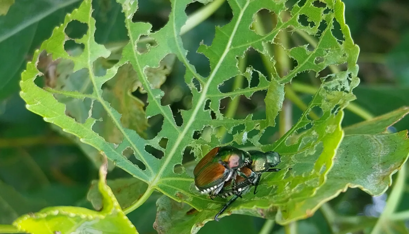 Foglia ridotta a scheletro dai danni della Popillia japonica